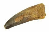 Real Fossil Spinosaurus Tooth - Large Dinosaur Tooth #351498-1